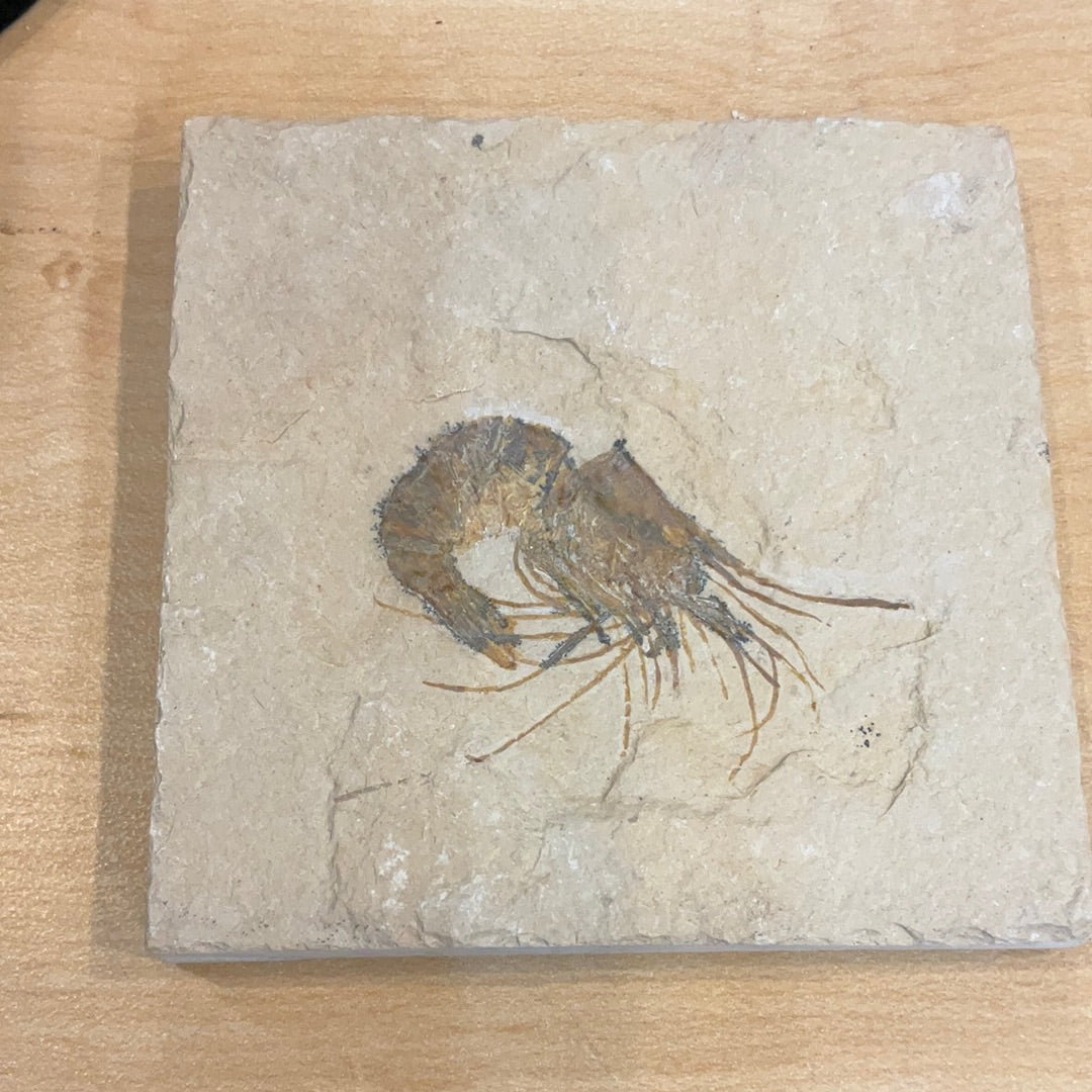 Fossil Shrimp