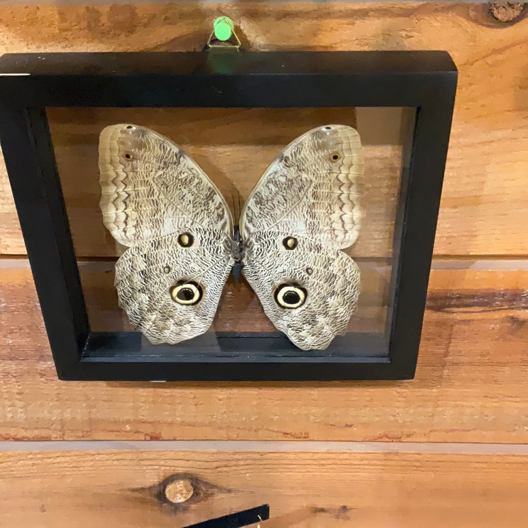 "Owl Eye" Butterfly